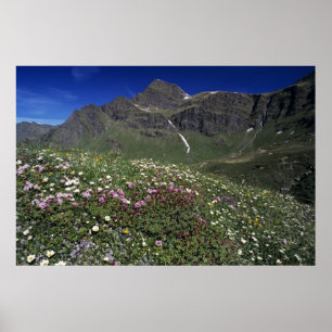 Vildblommor, blommande, Alperna, Schweiz Poster