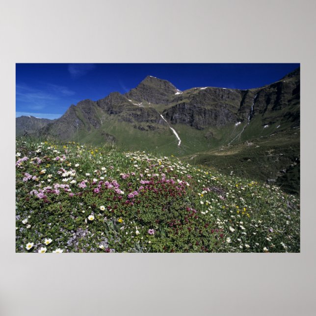 Vildblommor, blommande, Alperna, Schweiz Poster (Framsidan)