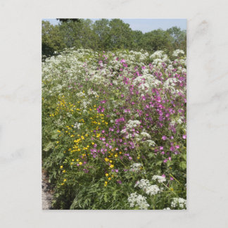 Vildblommor i en häck Herefordshire England Vykort