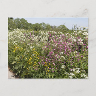 Vildblommor i en vägkantshäck i Herefordshire Vykort