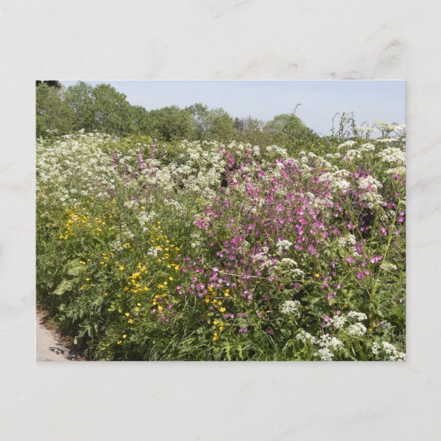 Vildblommor i en vägkantshäck i Herefordshire Vykort (Framsida)