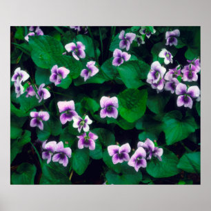 Vildblommor i skogen poster