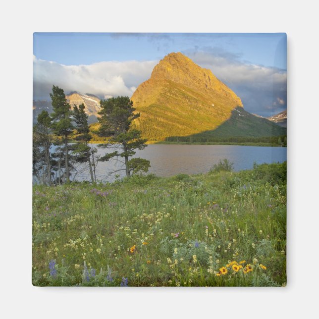 Vildblommor längs Swiftcurrent Lake i Many Glacier Magnet (Framsidan)