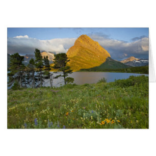 Vildblommor längs Swiftcurrent Lake i Many Hälsningskort