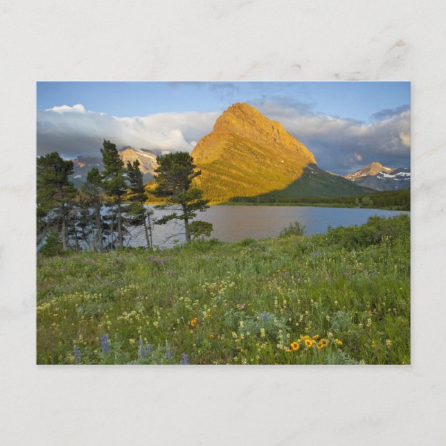 Vildblommor längs Swiftcurrent Lake i Many Vykort (Framsida)
