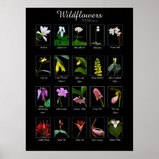 Vildblommor poster