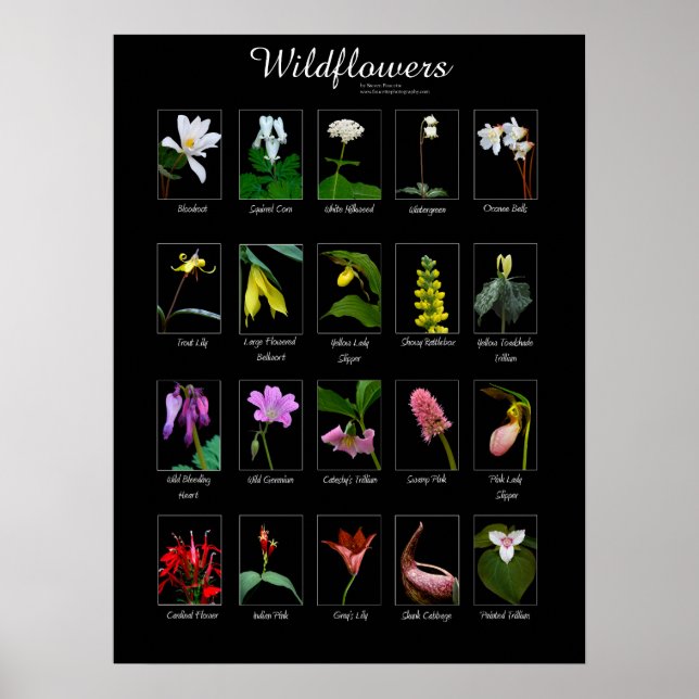 Vildblommor poster (Framsidan)