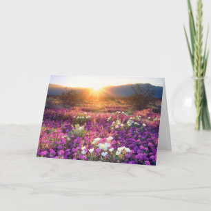 Vildblommor vid solnedgång Anza-Borrego öknen Kort