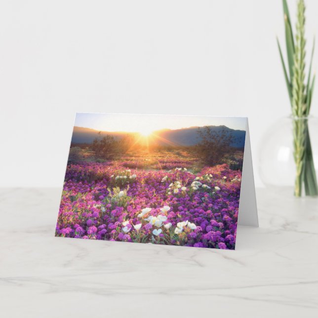 Vildblommor vid solnedgång | Anza-Borrego öknen Kort (Framsida)