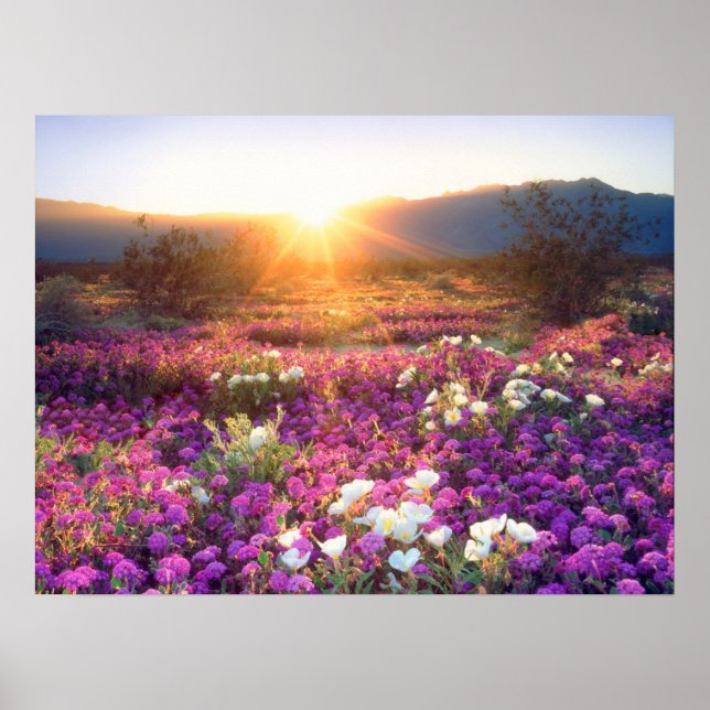 Vildblommor vid solnedgång | Anza-Borrego öknen Poster (Framsidan)
