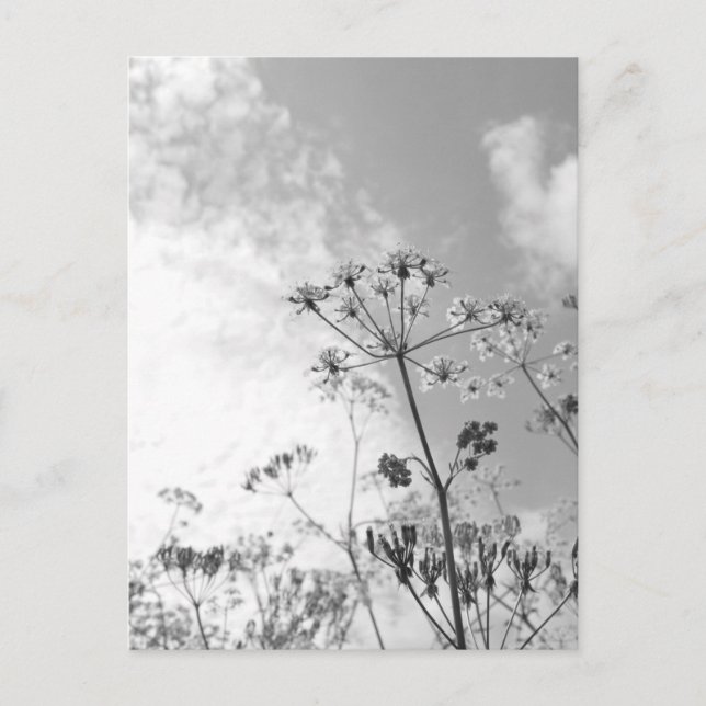 Vildblomssommar Vykort (Framsida)