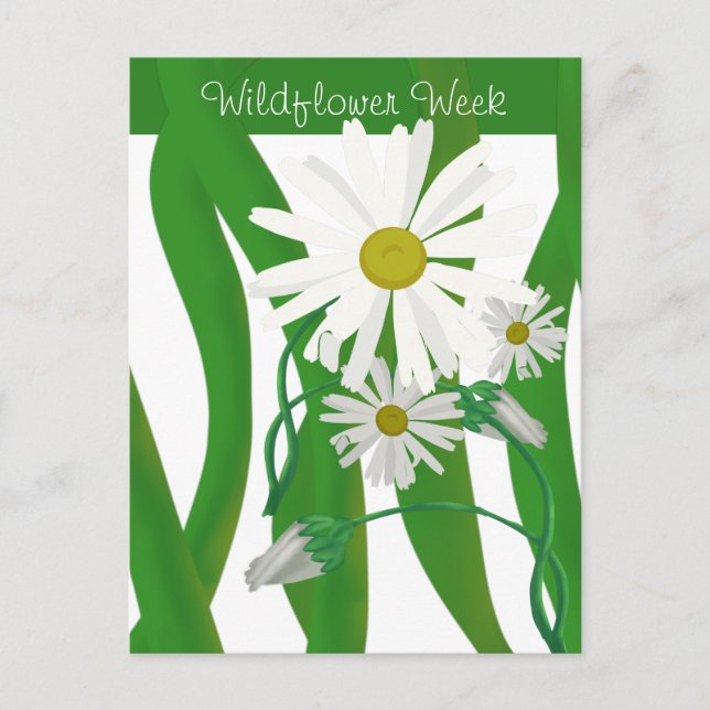 Vildblomsvecka Tusensköna Postkort Vykort (Framsida)