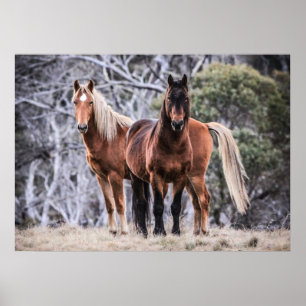 Vildbrumbies Poster