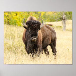 Vildbuffel i ett fält poster