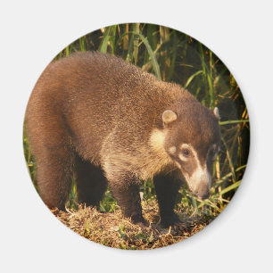VildCoatiMundi magnet