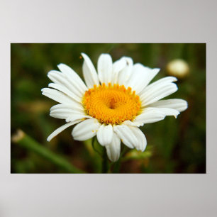 Vilddaisy Poster