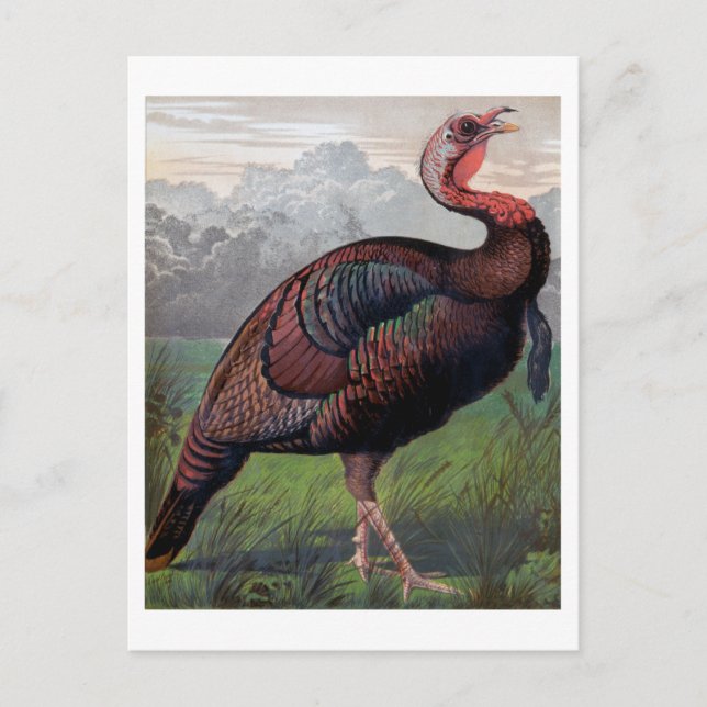 Vilden American Turkey Cock, illustration from " Vykort (Framsida)