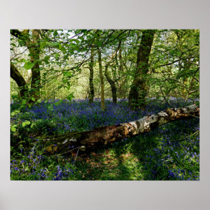 Vilden Blommor i Bluebell Skogen-blommor Fotografi Poster