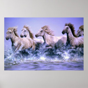Vilden och frigör, Camargue hästar Poster