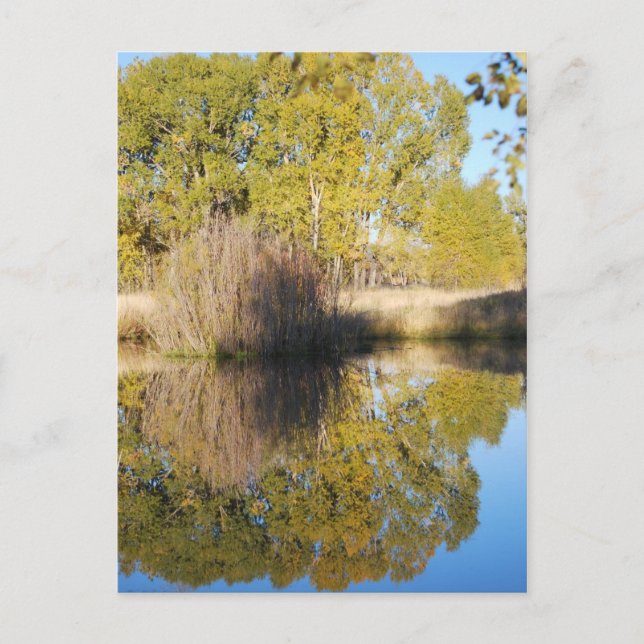 Vilden Pond Refltions - Kattlar Hösten Vykort (Framsida)