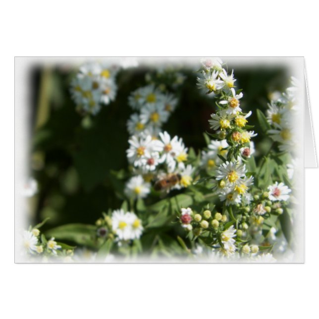 Vildens Daisy Fleabane Blank Blank OBS Kort (Framsidan Horizontal)