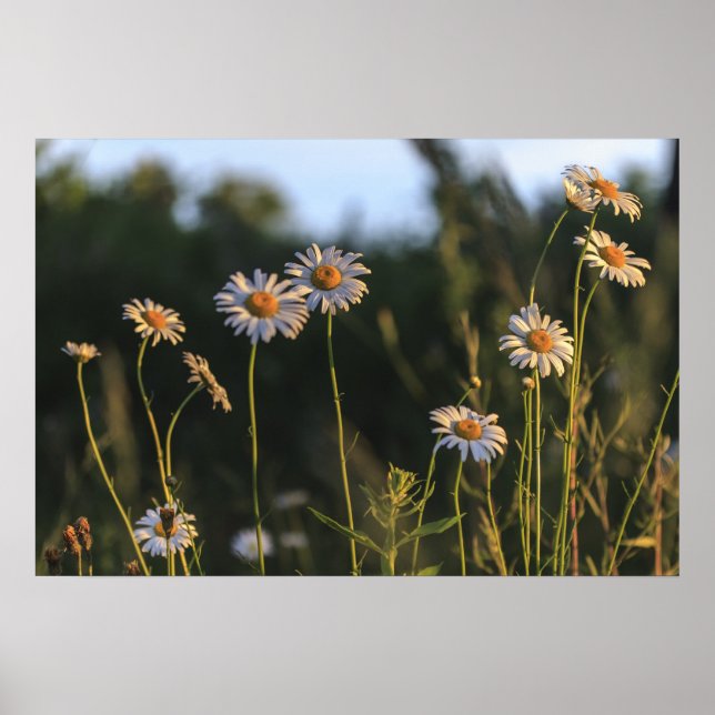 VILDENS DAISY i FÄLT Poster (Framsidan)