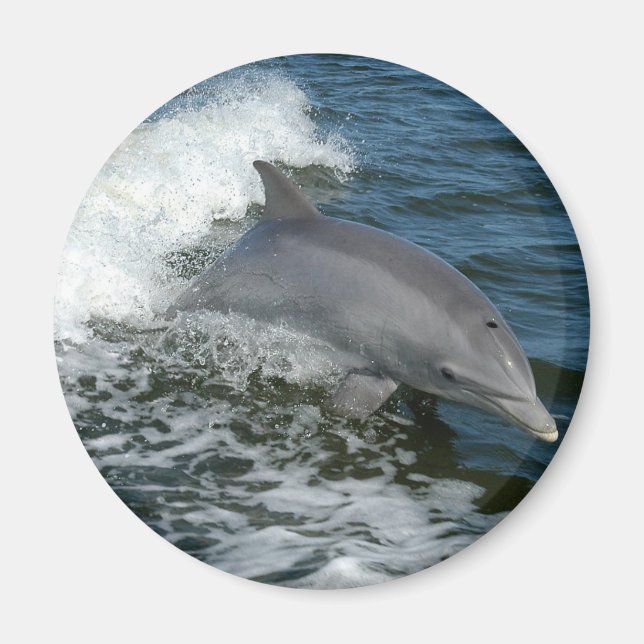 Vildens delfinrunda magnet (Framsidan)