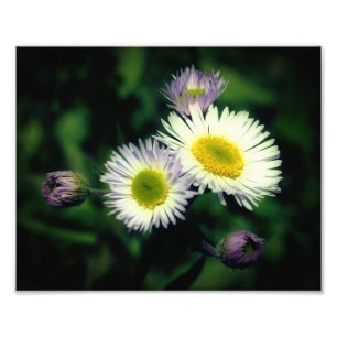 Vildens Fleabane-Daisy Blanka upp till 8 x 10 Fototryck
