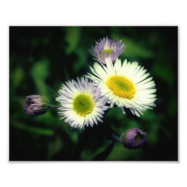 Vildens Fleabane-Daisy Blanka upp till 8 x 10 Fototryck (Framsidan)