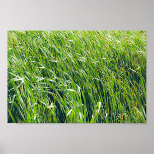Vildens Grönt Poster