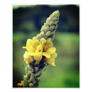 Vildens Gult Mullein Blad 8x10 Fototryck