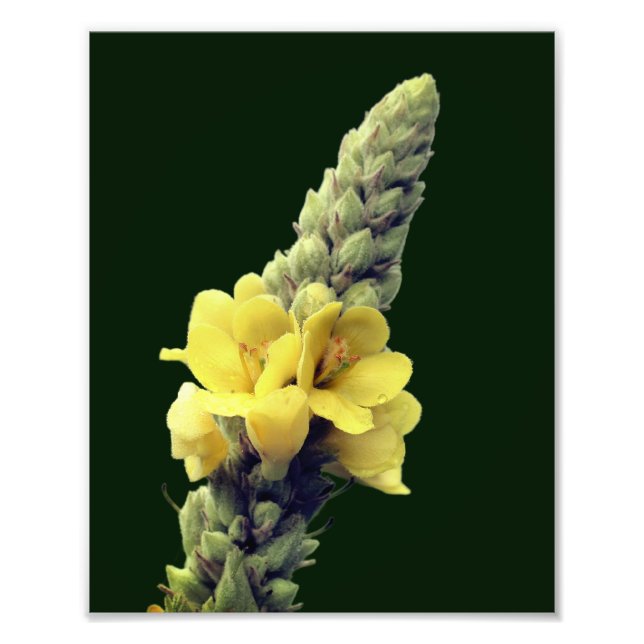 Vildens Gult Mullein Blad 8x10 Fototryck (Framsidan)