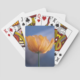 vildens vallmoblomma i gult i blå bakgrund. spel kort