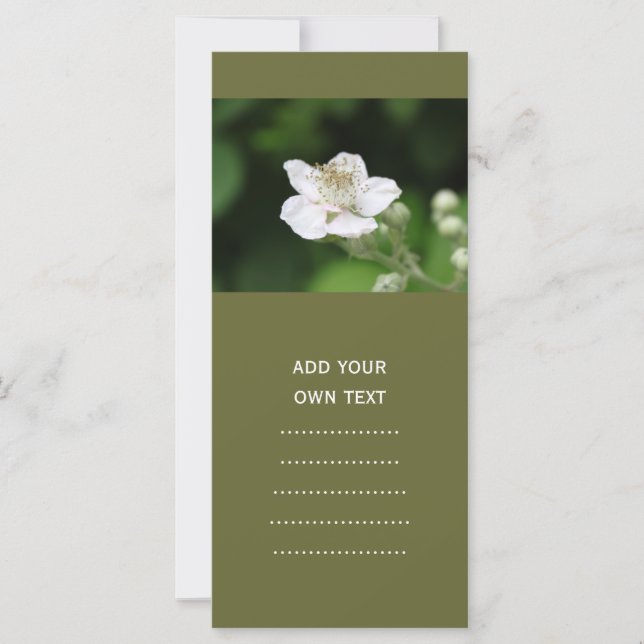 Vildens vita hallonblomma. (Framsida)