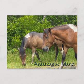 Vilder på ön Assateauge Vykort