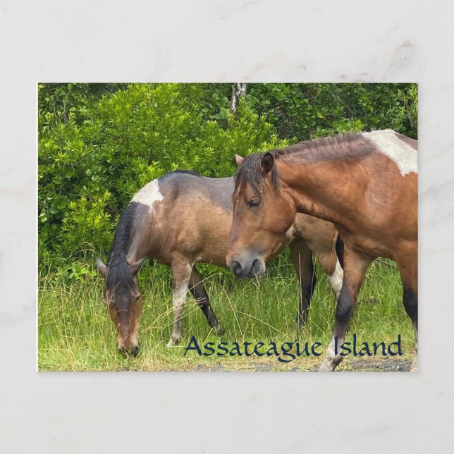 Vilder på ön Assateauge Vykort (Framsida)