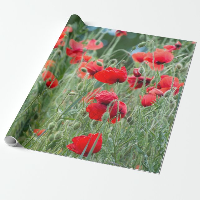 Vilder Presentpapper (Utrullad)