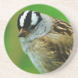 Vildfågel - vit krönad sångSparrow Underlägg