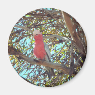 vildgallah magnet