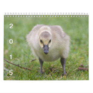Vildgäss 2015 - gåskalender kalender