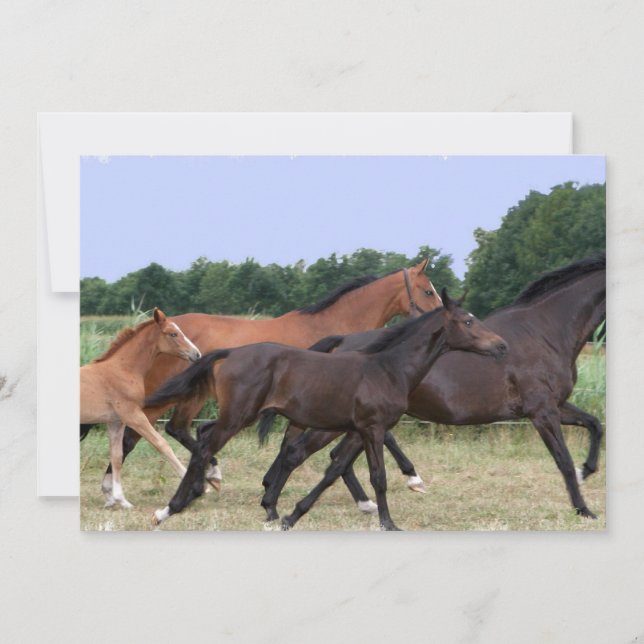 Vildhästinbjudan Inbjudningar (Framsida)