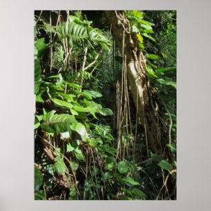 VildhawaiiboPhilodendrons Poster