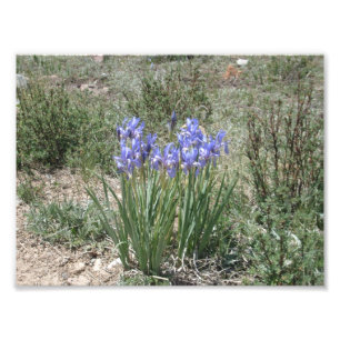 VildIris Fototryck