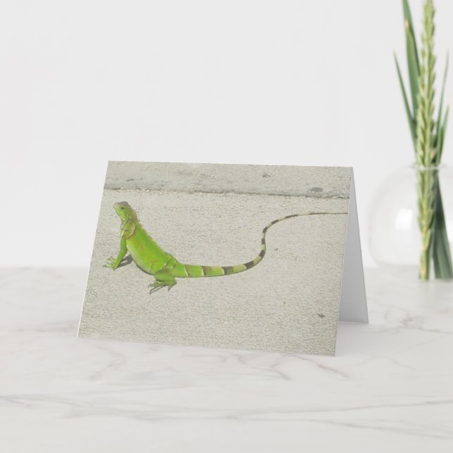 Vildleguan Kort (Framsida)