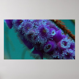 Vildlevande 12 CU poster