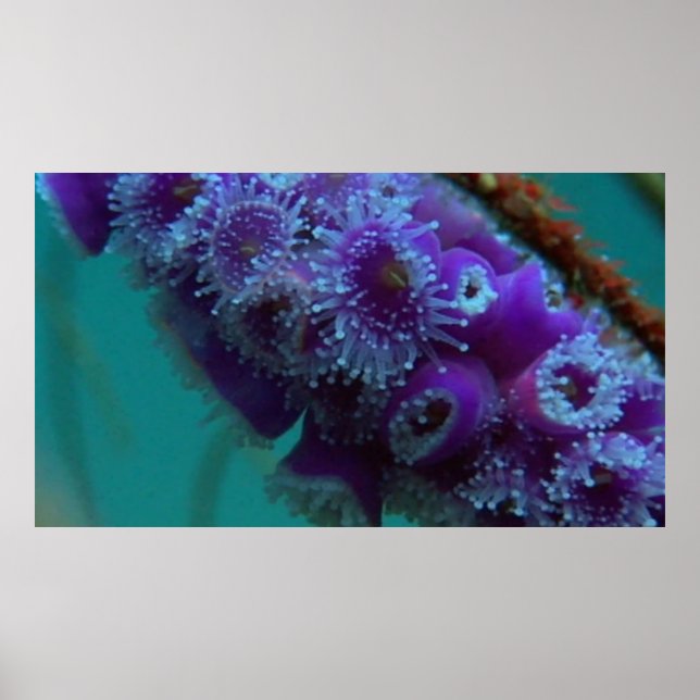 Vildlevande 12 CU poster (Framsidan)