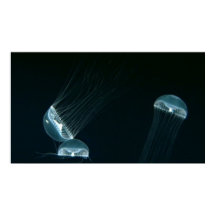 Vildlevande 133 poster