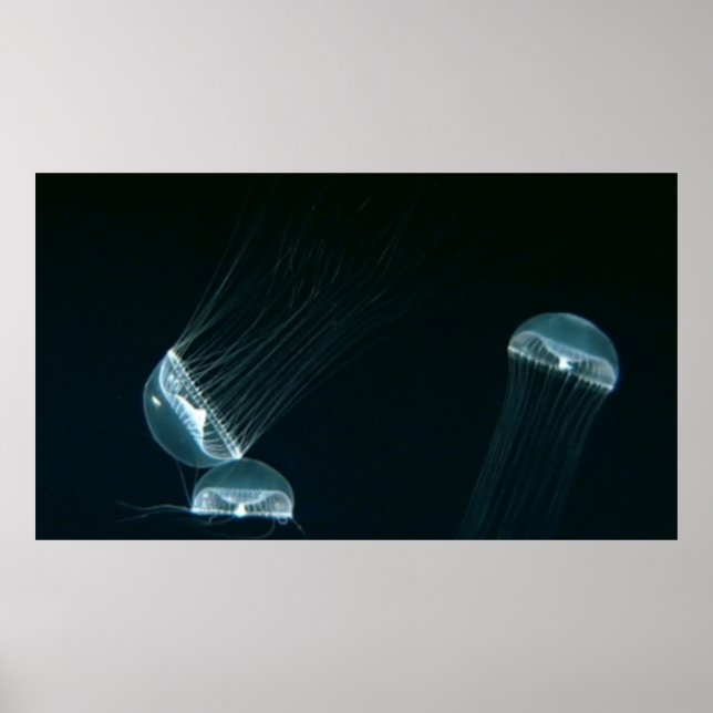 Vildlevande 133 poster (Framsidan)