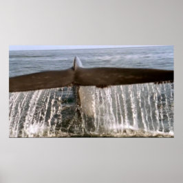 Vildlevande 6 valar poster svan