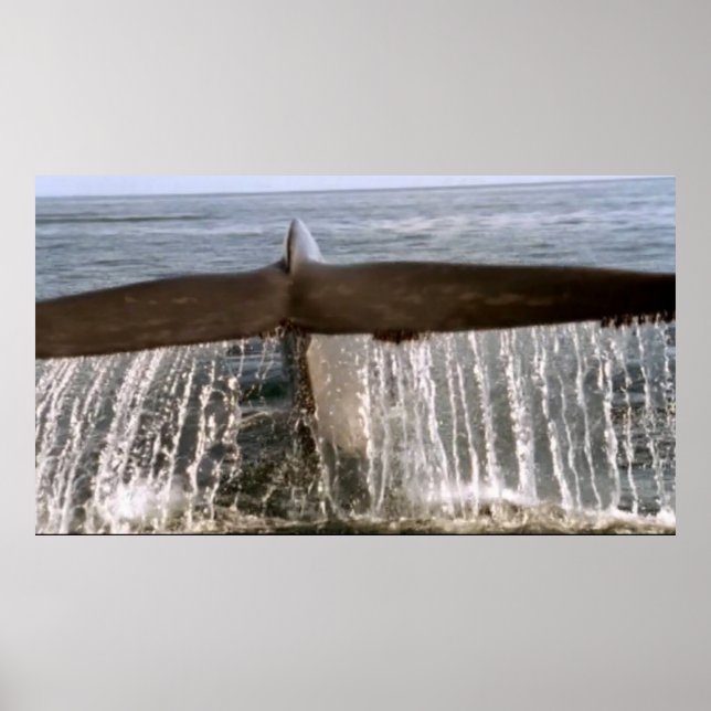 Vildlevande 6 valar poster svan (Framsidan)